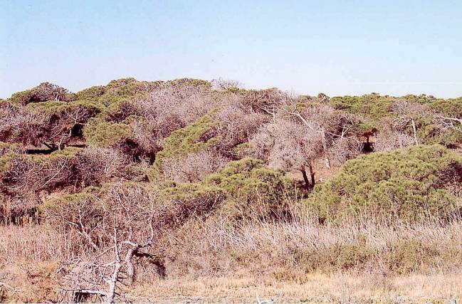 mortalidad árboles