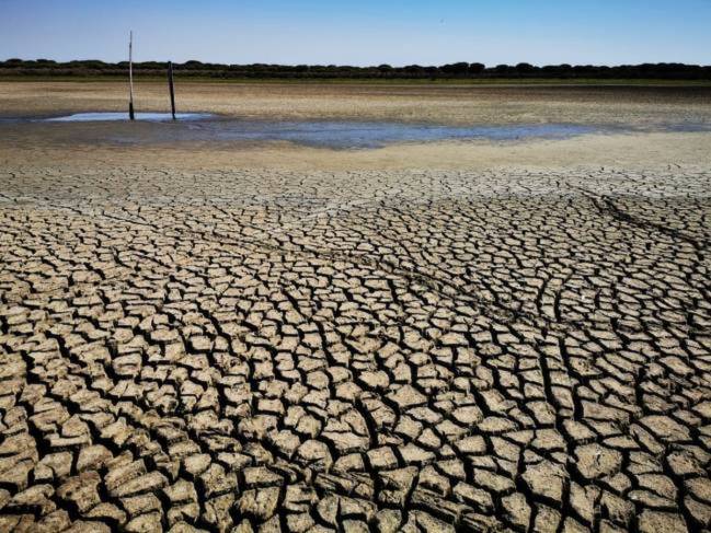 Vista del último charco de agua de la laguna de Santa Olalla el día 31 de agosto. / Estación Biológica de Doñana (EBD/CSIC) 
