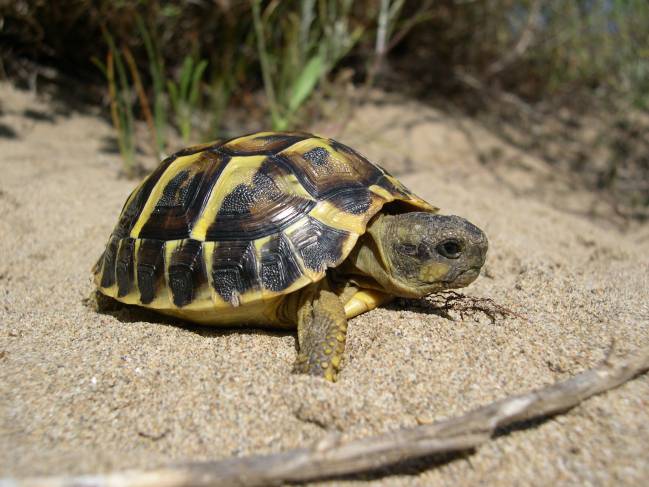 Tortuga med. Delta Ebro