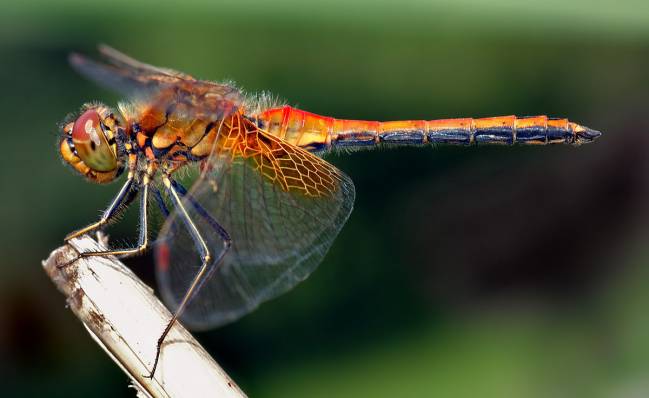 Sympetrum flaveolum. / Wikipedia