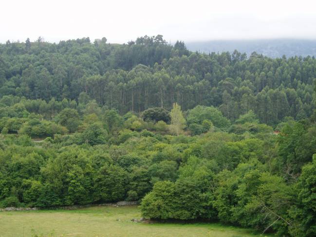 El centro investigará en la selvicultura, protección de los bosques, conservación de recursos genéticos y biodiversidad