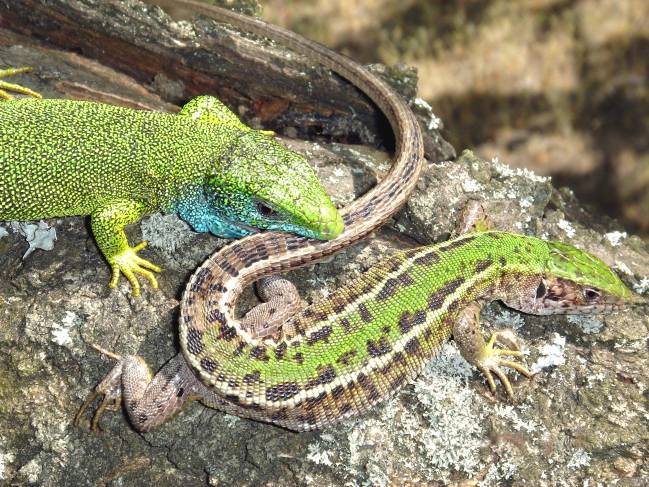 Cortejo de Lagarto viridis