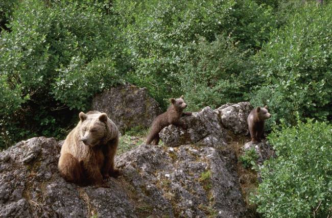 Oso pardo con sus crías. 