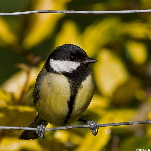 El cerebro del carbonero común (Parus major) es mayor al vivir en ciudades