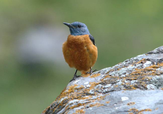 Fotografía del ave Monticola saxatilis