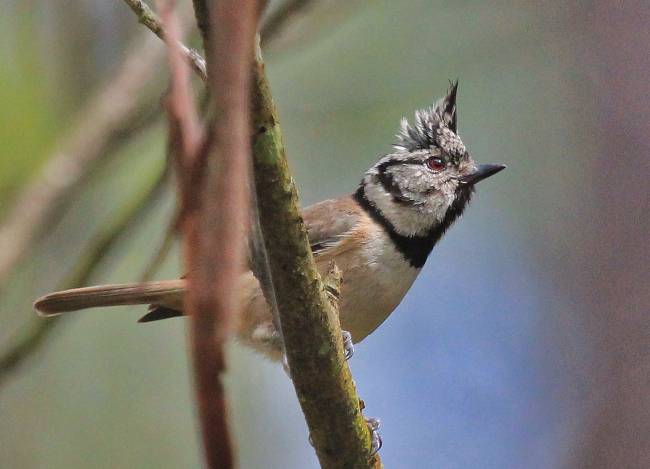 Herrerillo capuchino, 'Parus caeruleus' 