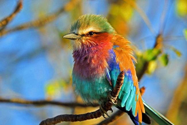 A lo largo del tiempo y en todas las culturas, las aves  han enviado señales acerca de la salud del medio ambiente