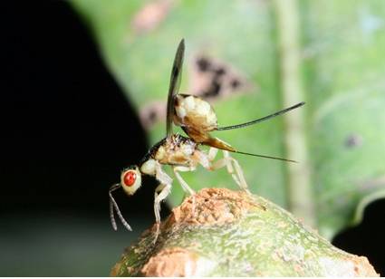 Megastigmus dorsalis