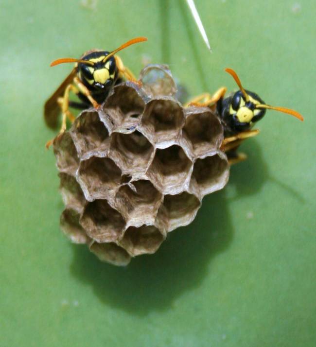 Avispas del papel (Polistes dominulus) en un nido a finales de la primavera.