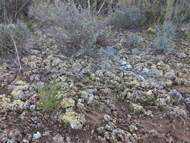 Costras biológicas del suelo