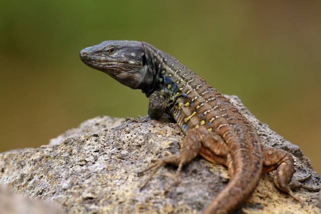 lagarto tizón