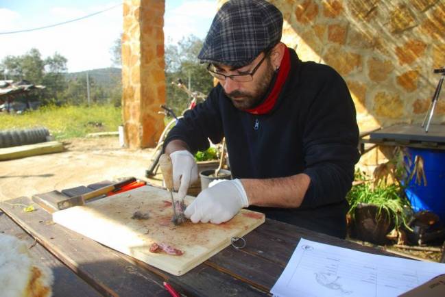 restos de conejo