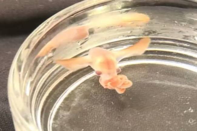 Cría de pulpo dumbo