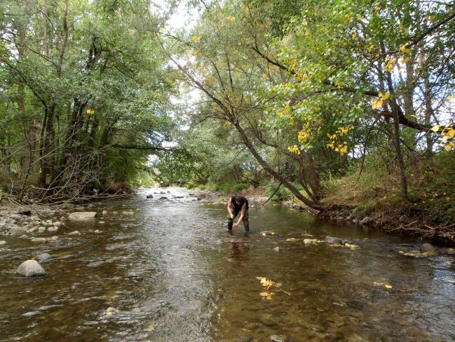 El investigador Ibon Aristi en el río Segre