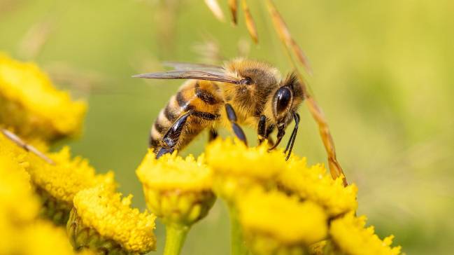 Abeja recolectando polen