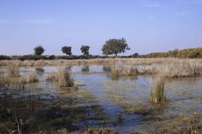 Charca temporal Doñana