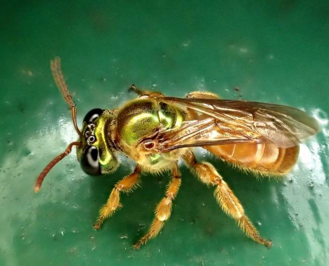 abeja (Megalopta genalis)