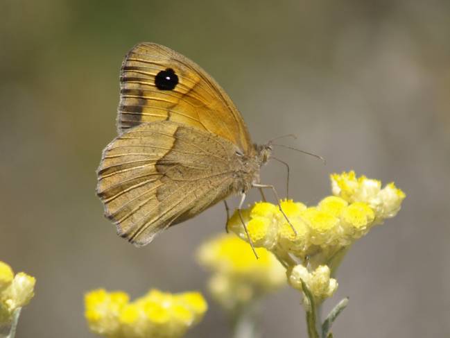  Maniola jurtina pol·linitzant la flor de Sant Joan (Helichrysum stoechas)