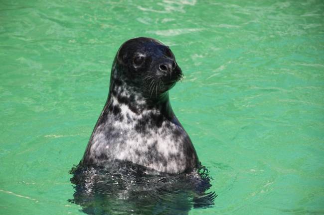 focas, regulación de oxígeno en sangre