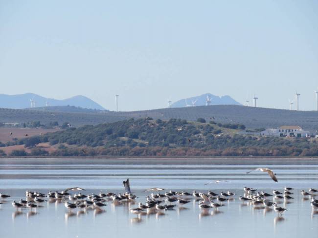 Gaviotas sombrías en la Laguna de Fuente de Piedra en Málaga