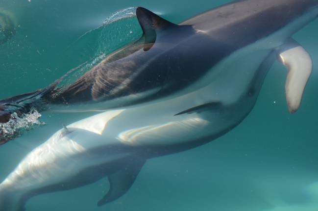 Delfines