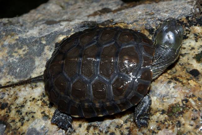 Galapago Leproso (Mauremys leprosa). / Wikipedia