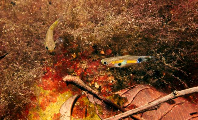 Un guppy hembra (izquierda) observa el cortejo de un macho