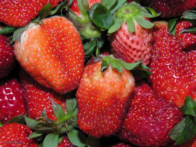 Fresas