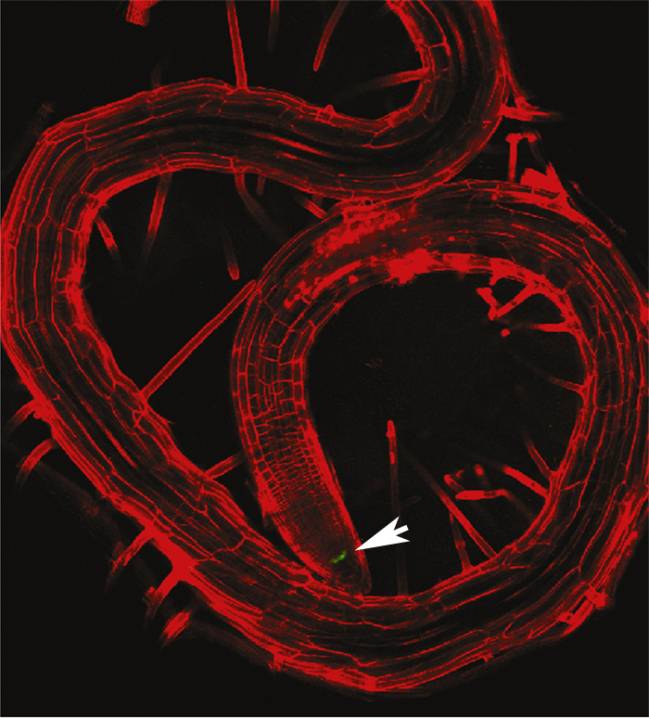Imagen del trabajo en la portada de la revista obtenida por microscopia confocal. Muestra cómo la reserva de células madre (puntos verde) en la raiz primaria de la planta está prácticamente agotada y que las raíces laterales secundarias no han crecido apenas