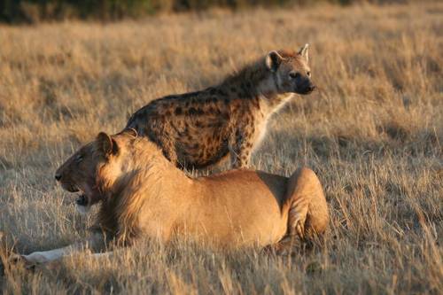 Un león junto a una llena. / Wikipedia