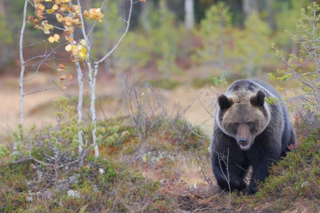 Oso pardo de los bosques boreales de Escandinavia 