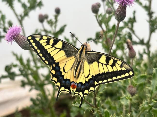 Mariposa amarilla con manchas negras y las alas abiertas, posada sobre una flor.