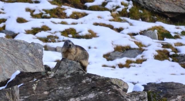 Marmota alpina