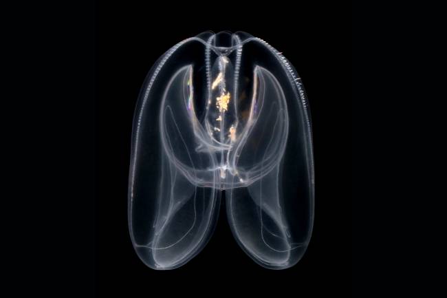 imagagen de Las medusas peine (Mnemiopsis leidy) estudiadas que ayudaron a revelar los orígenes de la regulación distal