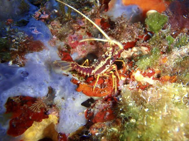 Una langosta en el mar