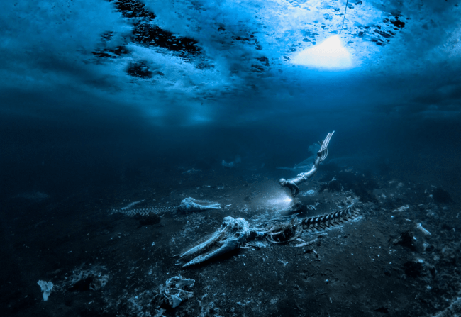 cementerio de ballenas en el fondo del océano