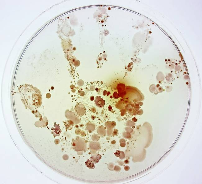 ¿Qué esconde la mano de un niño? De Raúl Rivas González. Couautora: Lorena Celador Lera. Primer premio categoría General de Fotciencia.