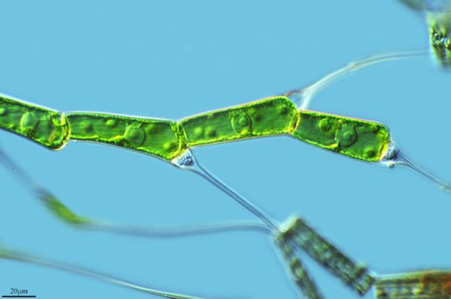 La cianobacteria de la que surgieron las plantas pertenece a un grupo existente en la actualidad / Proyecto Agua (CC BY-NC-SA 2.0).