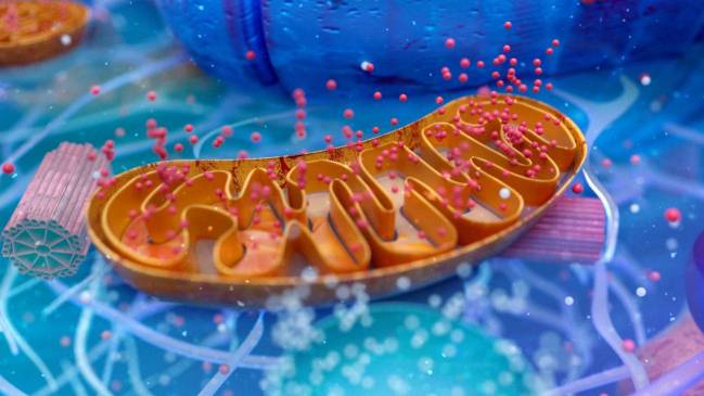 Ilustración abstracta en 3D de una célula biológica y sus mitocondrias