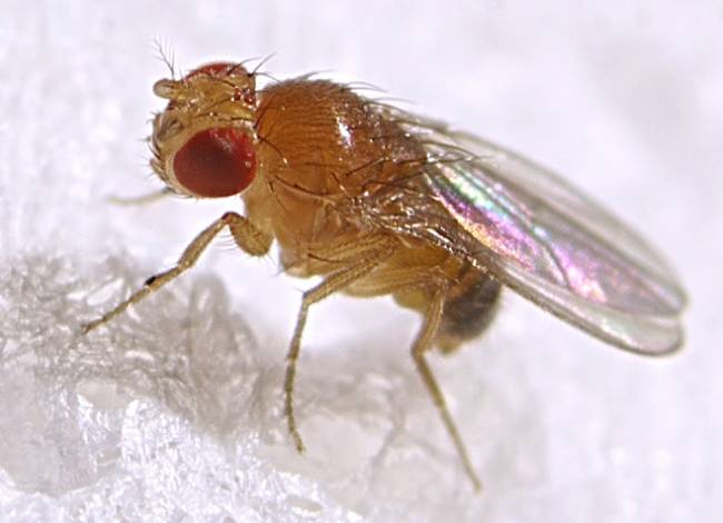 Drosophila melanogaster. Imagen: Max xx