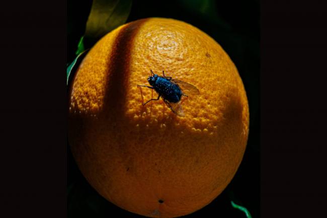 mosca