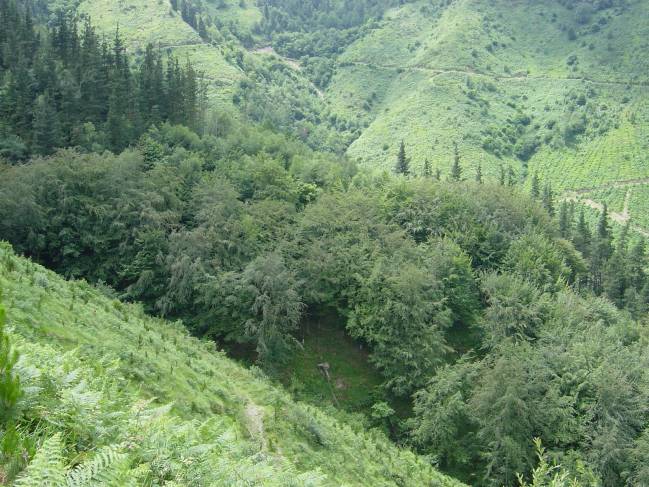 Desde la UPV/EHU se ha estudiado la capacidad del bosque autóctono para recolonizar las plantaciones de pino 