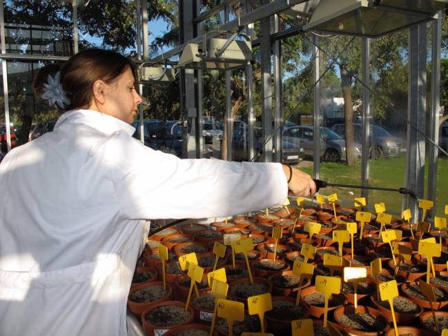 María Paniw, trabajando en el invernadero de la Universidad de Cádiz.