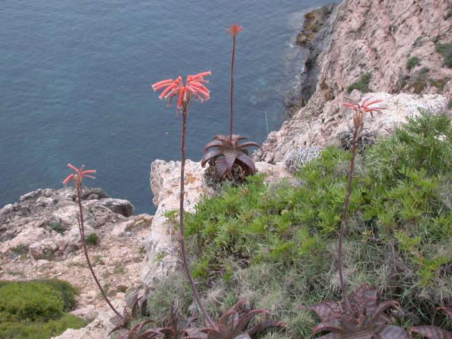 Matorral Mediterráneo