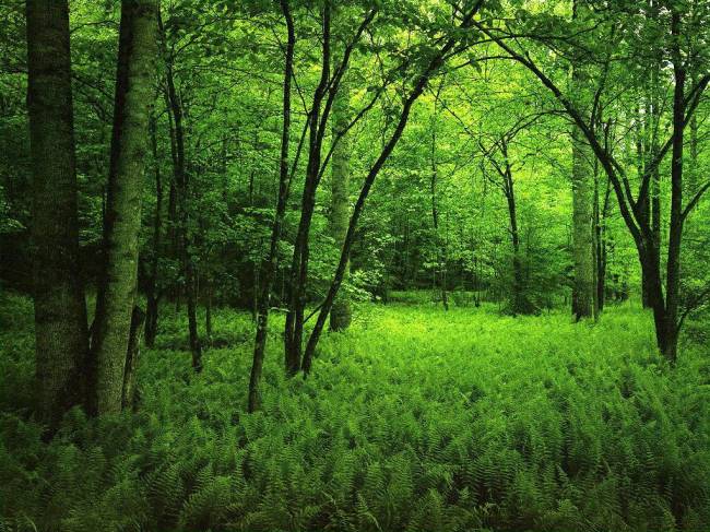 Bosque de frondosas con sotobosque de helechos. / Wikipedia