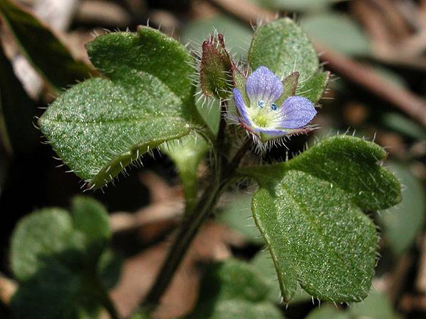Veronica hederifolia (hierba gallinera)