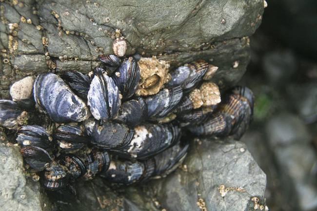 Mejillones