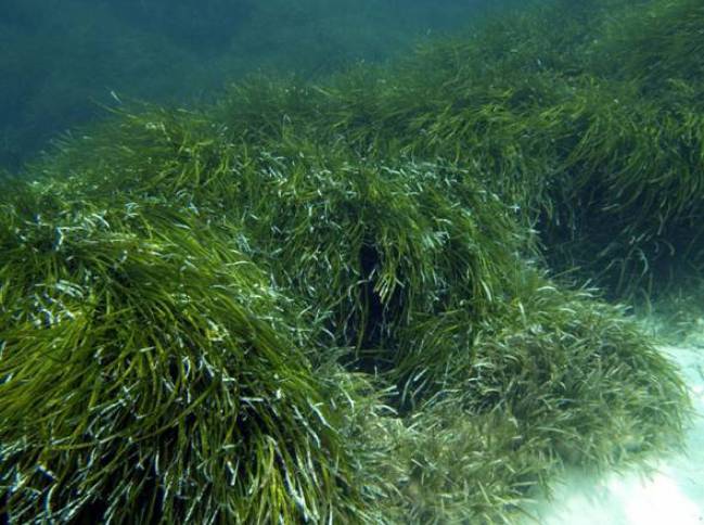 Praderas de Posidonia oceanica en Formentera