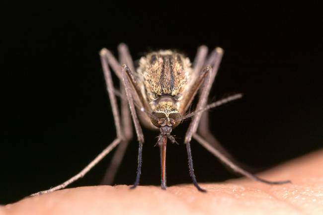 Mosquito 