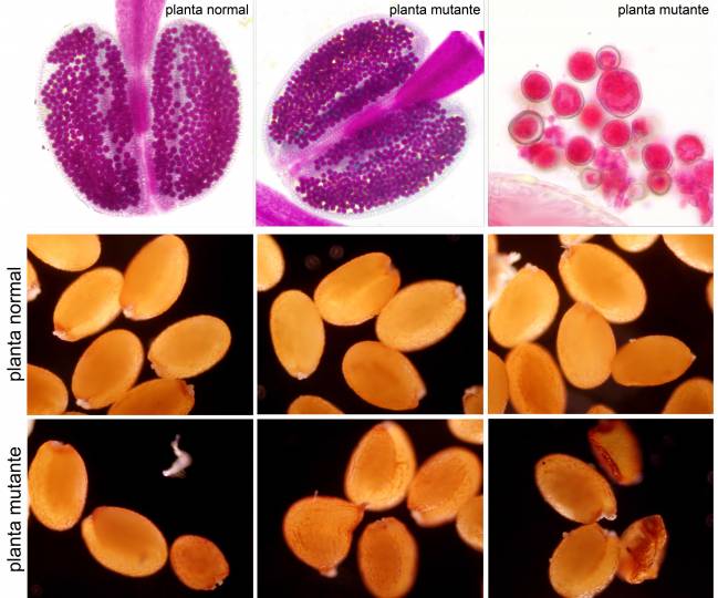 La ausencia de la proteína AGO4 en las plantas mutantes (modificadas) provoca inviabilidad en los granos de polen (los de color azulado), variaciones en su tamaño y alteraciones en las semillas. / Mónica Pradillo.